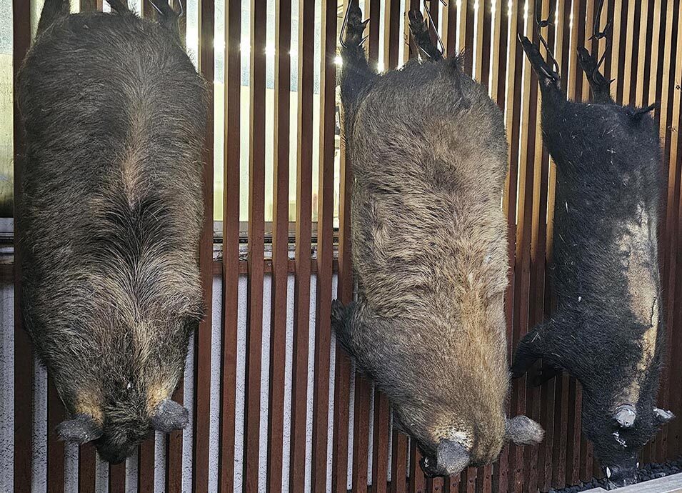 도쿄의 전설적인 멧돼지고기 노포 식당, ‘모몬지야(ももんじや)’