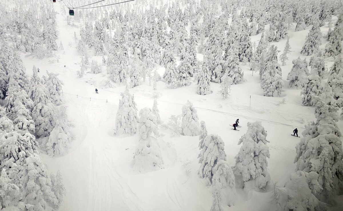 겨울왕국의 꽃 '스노우 몬스터'